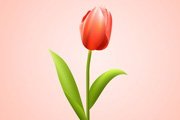 Photoshop制作一朵含苞欲放的红色郁金香花