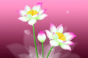 Photoshop制作几朵漂亮的<font color="red">粉</font>紫色荷花/莲花