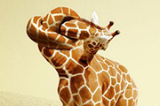 PS动物创意合成脖子打结的长颈鹿