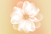 Photosho制作梦幻的白色高光花朵/洁白透明花朵