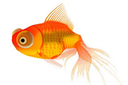 <font color="red">如何</font>使用Photoshop鼠绘一只漂亮的金鱼