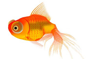 如何使用Photoshop鼠绘一只漂亮的<font color="red">金鱼</font>
