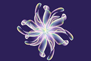 Photoshop变形工具制作漂亮的彩带抽象花朵