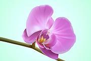 Photoshop制作一朵漂亮的紫色蝴蝶兰/绘制花朵