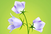 Photoshop制作一支漂亮的蓝紫色花朵