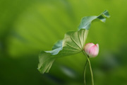 Photoshop简单虚化荷花<font color="red">图片</font><font color="red">背景</font>突出主体