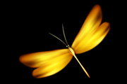 Photoshop打造一只漂亮的金色蜻蜓