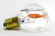 PS简单合成灯泡中吐水泡的金鱼