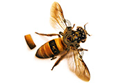 PS合成一只简单的机器蜜蜂