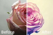 PS把拍摄暗淡的粉色玫瑰处理成清晰的紫红色效果