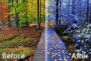 Photoshop打造冷暖对比的蓝黄色森林照片