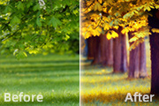 Photoshop调出绿荫树林图片灿烂的金色调