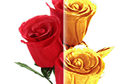 Photoshop快速打造漂亮的金色<font color="red">玫瑰</font>