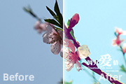 Photoshop还原偏暗桃花<font color="red">图片</font>艳丽的色彩