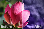 Photoshop打造高清的暗紫色荷花特写<font color="red">图片</font>