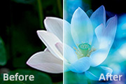 PS简单两步打造<font color="red">梦幻</font>的冷色荷花