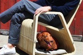 国外设计师Paul Kweton专门为宠物而专门设计的桦木摇椅