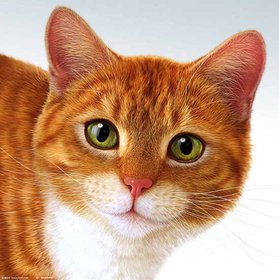 PS超强鼠绘逼真的宠物猫